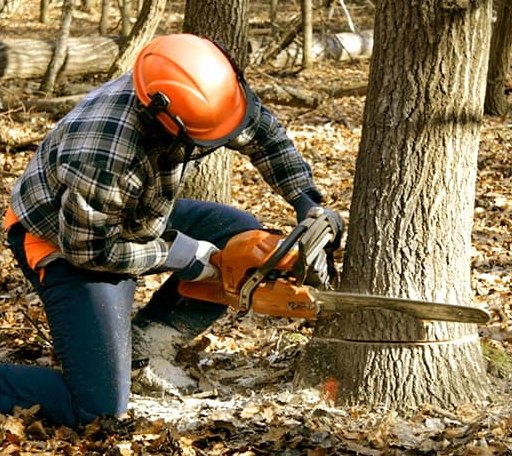 Tree Removal in Justice, IL